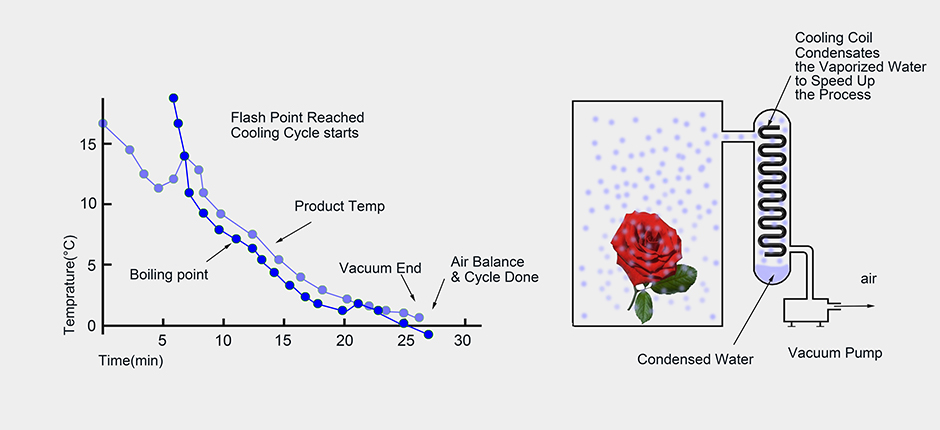 1587459954798104.jpg 鲜花2.jpg